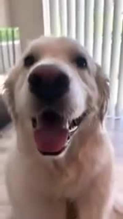 Dog loves cuddling