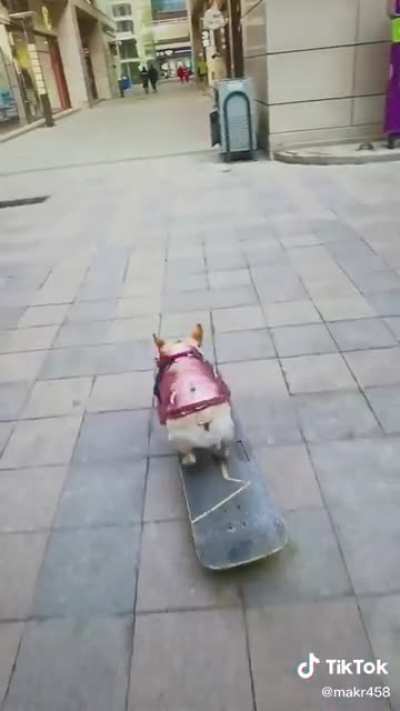 Tony hawk version perro 😳