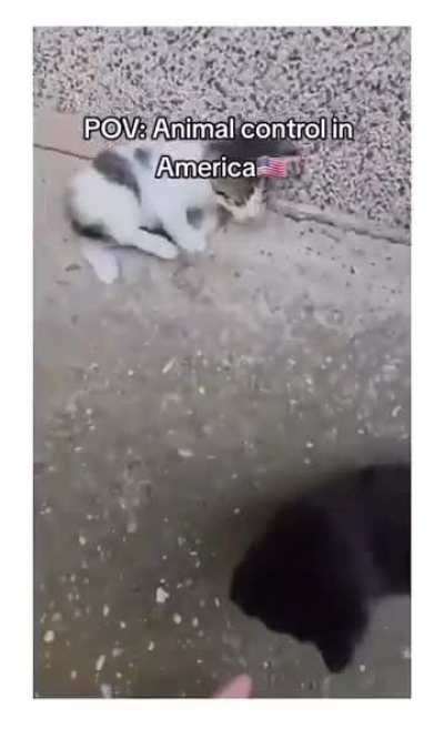Animal lover