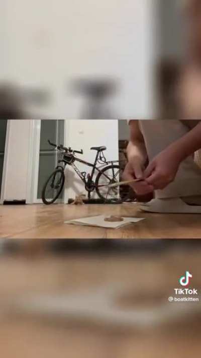 gatenho faminto