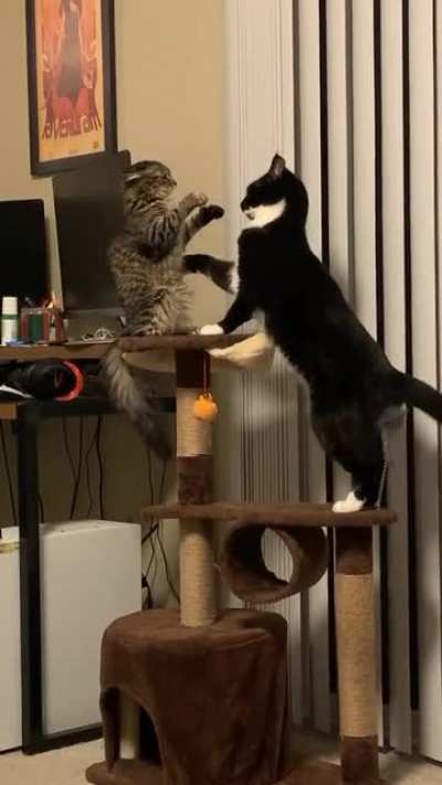 Touch tha cat.