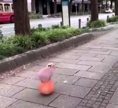 Pig
