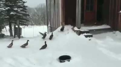 Duck no!!! It&rsquo;s cold out here!