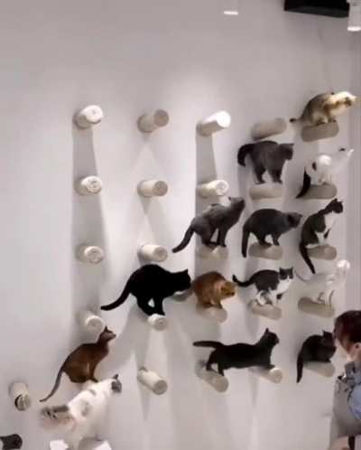 Wall of catos