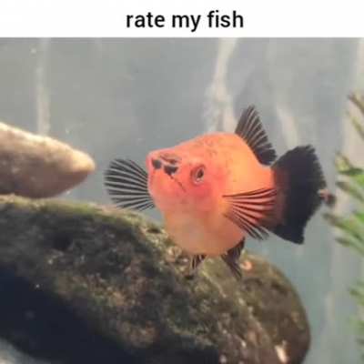 can u rate my other fish pls