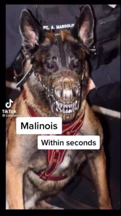 Dangerous dogs