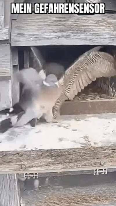 Ich🕊iel