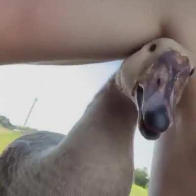 He been goose nippled.