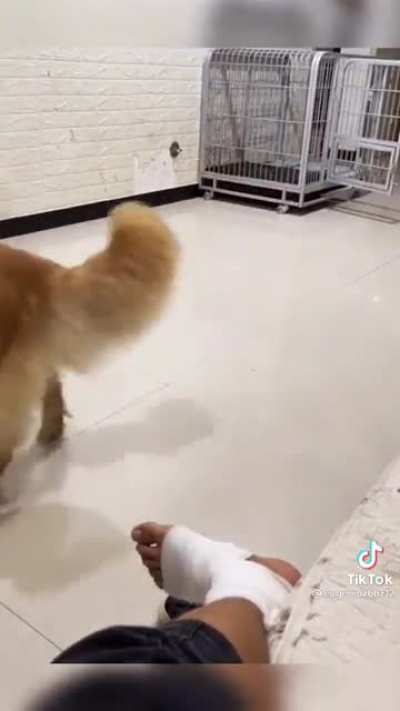 When your dog wants to make fun of you