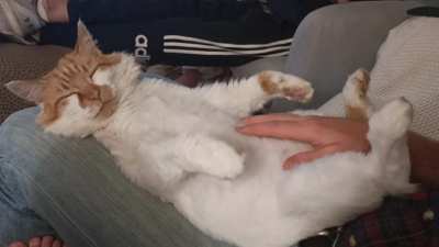 Leo has very twitchy paws when he's asleep (and loves belly rubs)