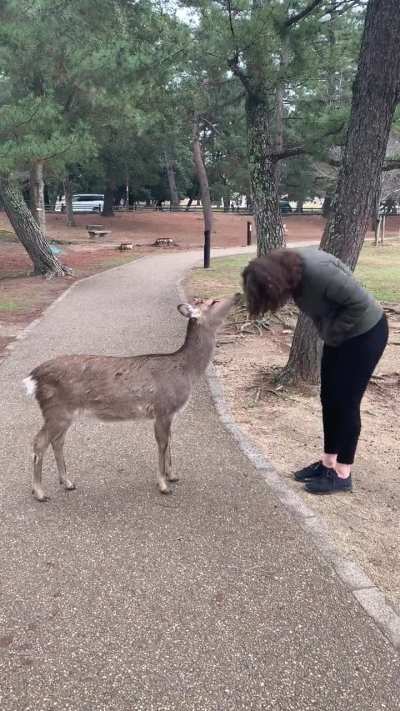 The deer of Japan are magical.