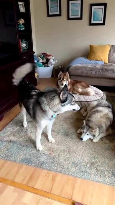 "Ohhhhhh waaawaaawaaaaa..." It only takes 18 seconds to start complete chaos! 😂😂😂