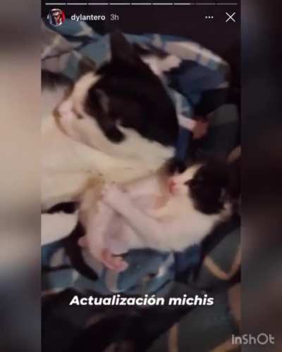 Michi trabis