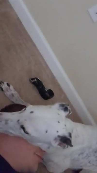 Old doggone is best doggo