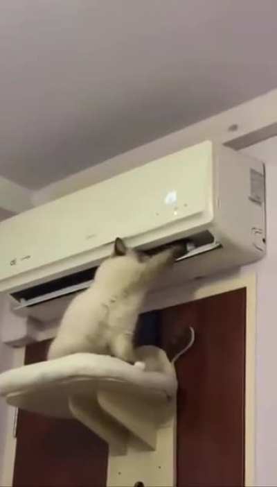My cat is a certified aircon technician