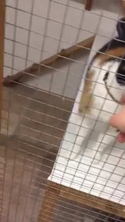 My girlfriend&rsquo;s cat was VERY happy to be picked up from the cat hotel.