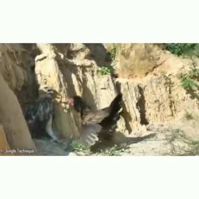 Mother Chicken Vs An Eagle