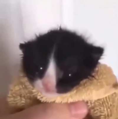 Smol