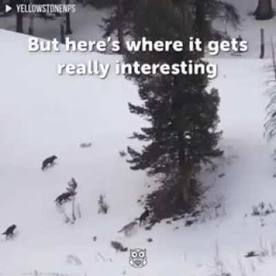In 1995, 14 wolves were released in Yellowstone National Park and it changed the entire ecosystem