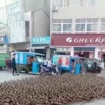 Some nice ducks