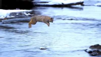 Flying Kitteh