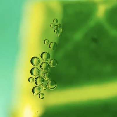 A mango leaf creating oxigen in real time