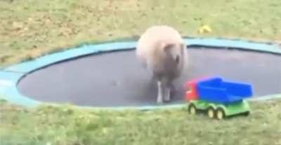 Sheep discovers a trampoline and it&rsquo;s the sweetest, purest thing ever.