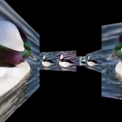 pov: you&rsquo;re stuck in the bufflehead maze