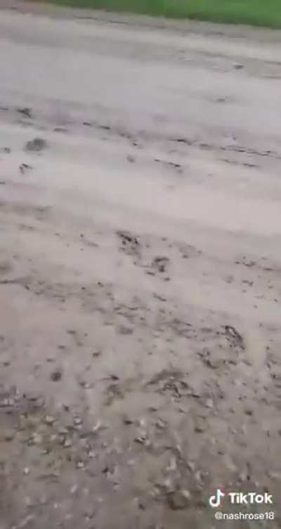 Donkey laughing at dog getting shocked