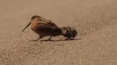 Funkybirbs