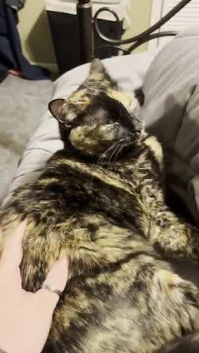 Touch tha cat