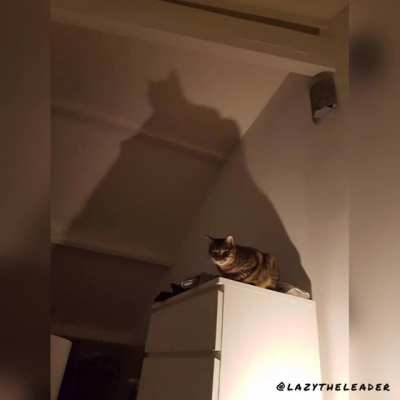 Cat-man