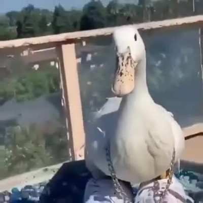 Drippy duck🥵