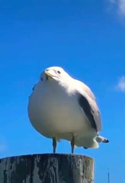 What did he see?