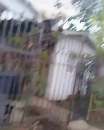 Perro gato
