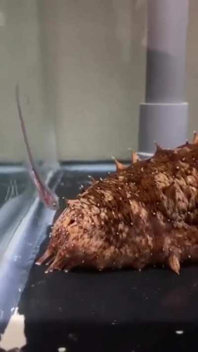 This is a pearfish, they have a special relationship with sea cucumbers. When they need shelter, they will often seek it up a sea cucumber&rsquo;s anus.