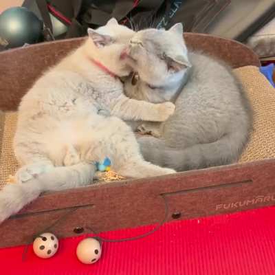 Percy and Lotty: Self-Cleaning Cats!