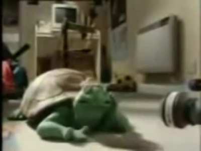 chinese turtle singing 中国乌龟唱歌 2023免费下载⏬