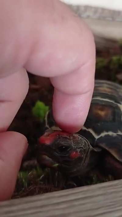 Is this food? No? Bye then &eth;&cent;