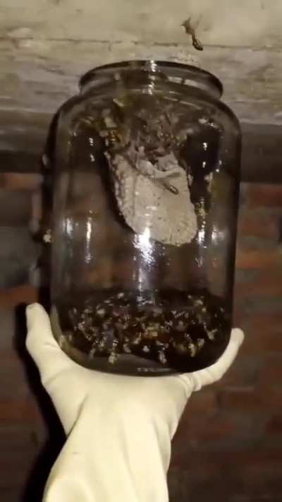 RIP