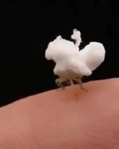 Forbidden popcorn.