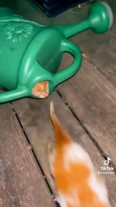 Gatos
