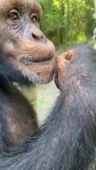 A chimp and a horse being bros