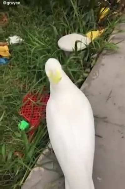hes just eating grass!