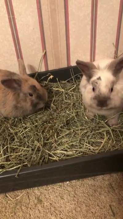 Bunnies