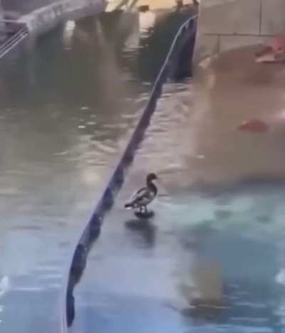 This bird didn&rsquo;t know he was sitting on top of a fountainhead.