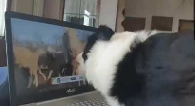 Government: "Work from home." Herding dogs: