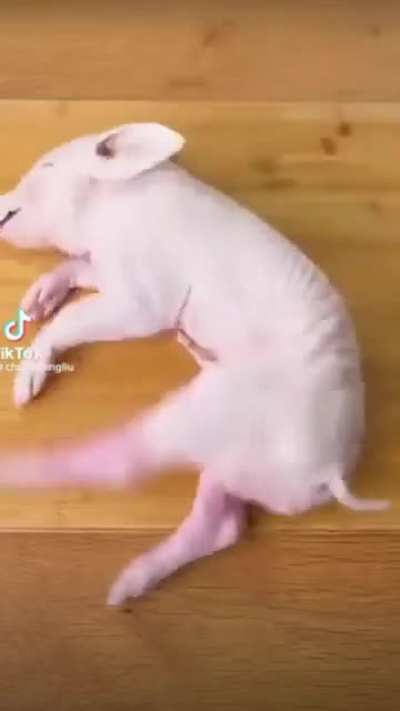 🐷🐖