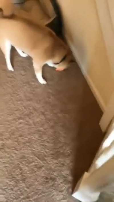 I don't think he likes it