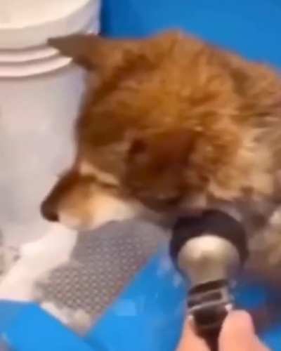 dog edition